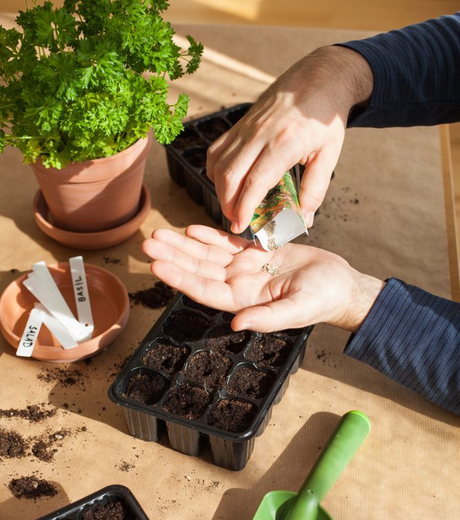 person pouring seeds from a seed packet into their hand